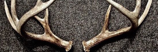 bela 🦌 𑣿's banner