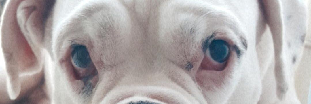 Barbufortinera's profile banner image