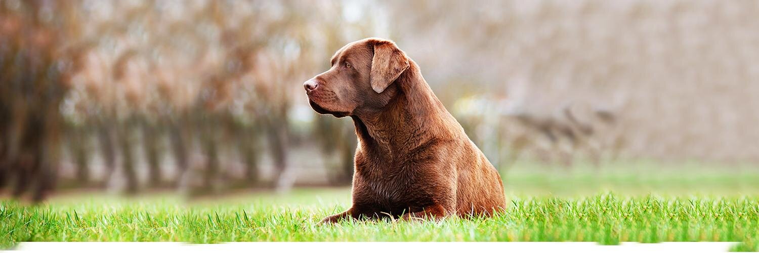 Better Pet Parents banner