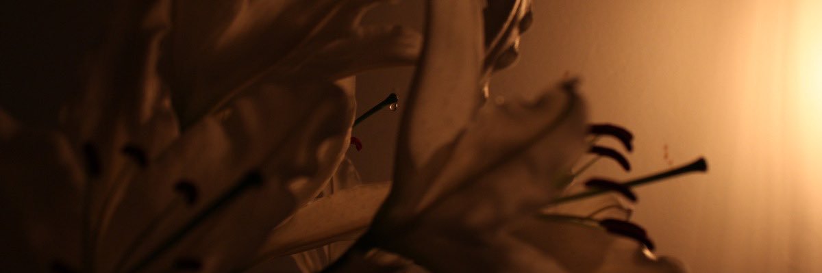 opaIinee's profile banner image