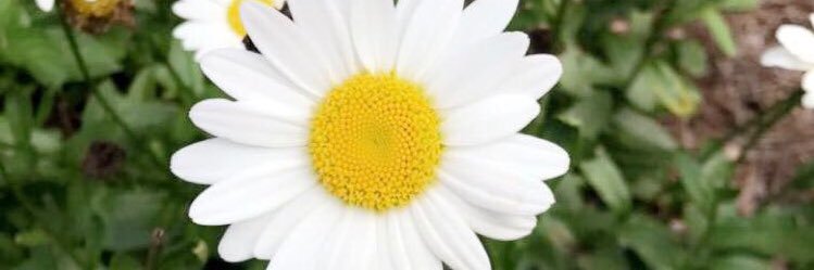 ilyxbee's profile banner image