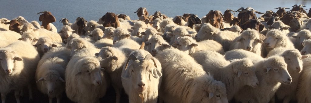 looking4mutton's profile banner image