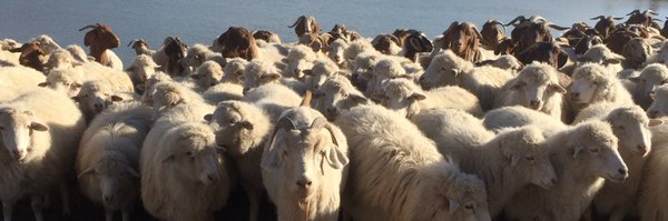 looking4mutton Profile Banner