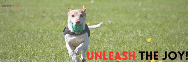 dogysworld8055 Profile Banner