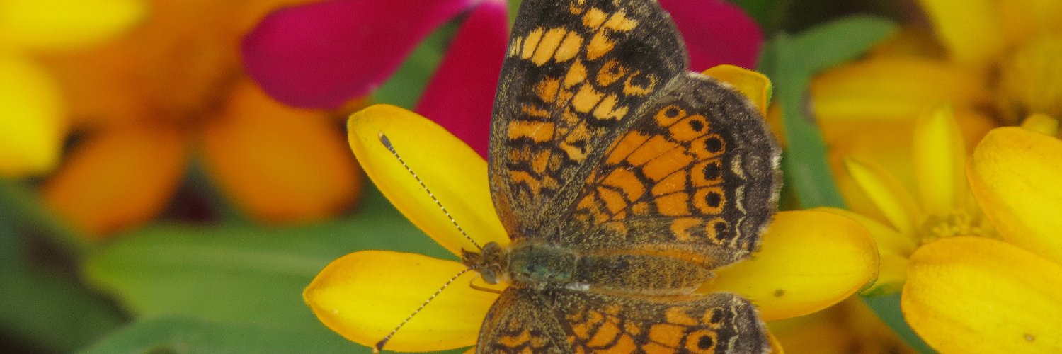 sharkbytes aka Joan H. Young banner