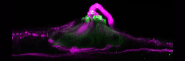 Oly_Binewski Profile Banner