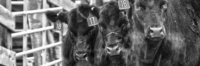 loganotto82's profile banner image