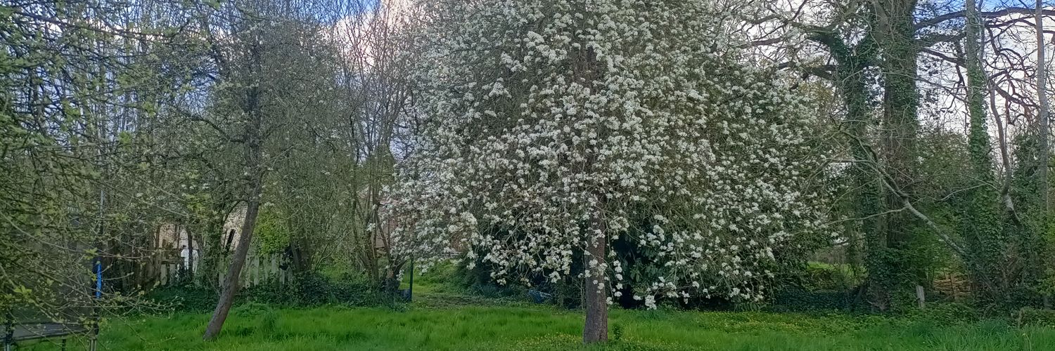 TheSpiffingCapy banner