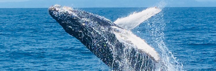 Neena Lakhani banner