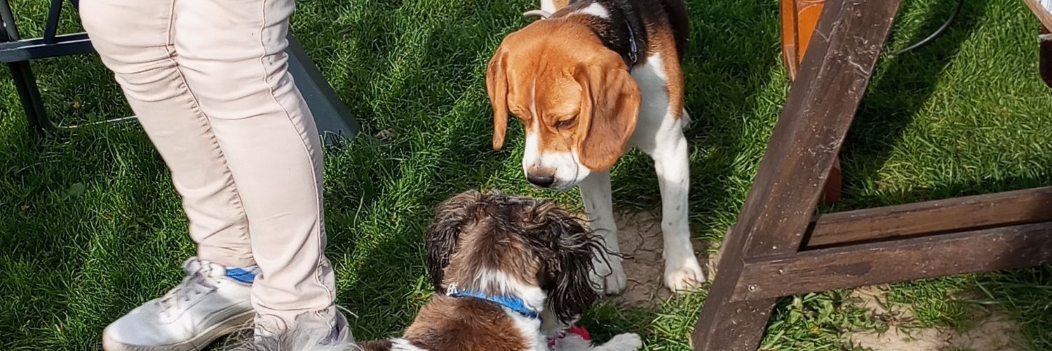 jarosław merkli banner