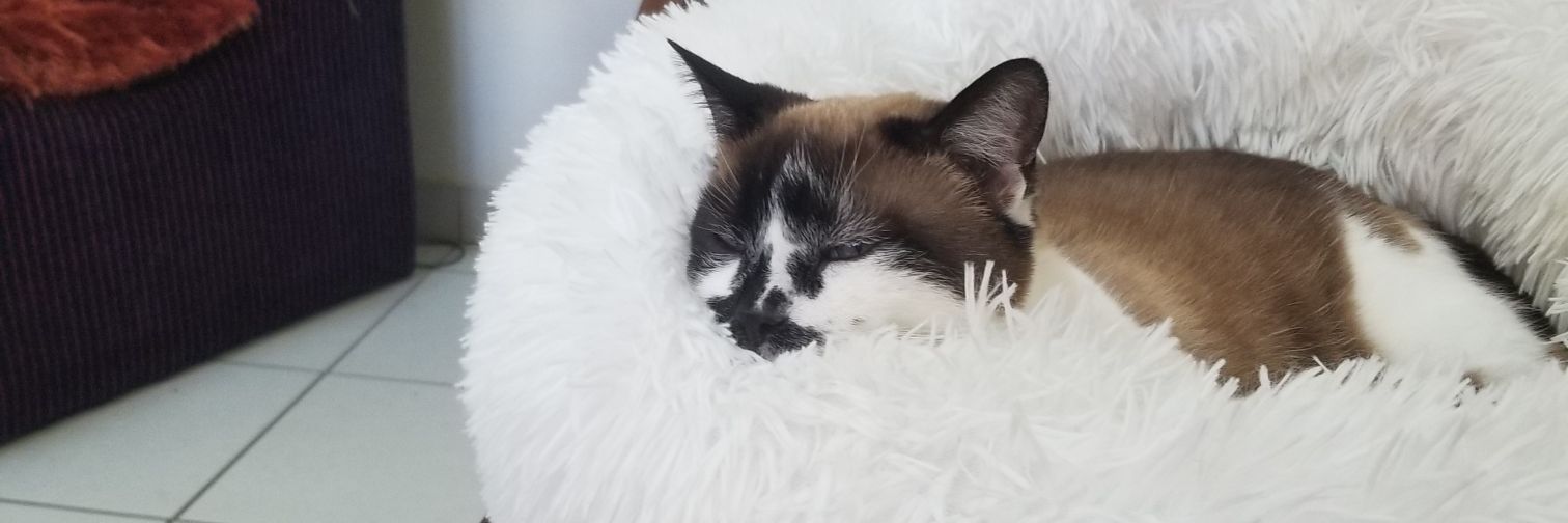 Choupette6525's profile banner image