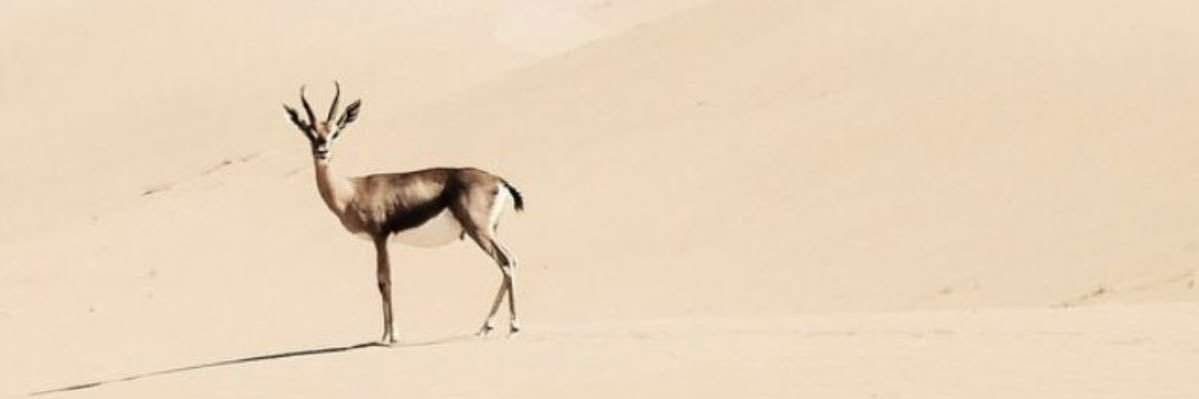 aatolli's profile banner image