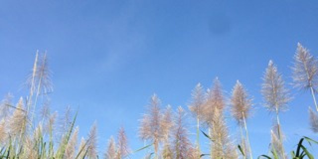 lilikkumala's profile banner image
