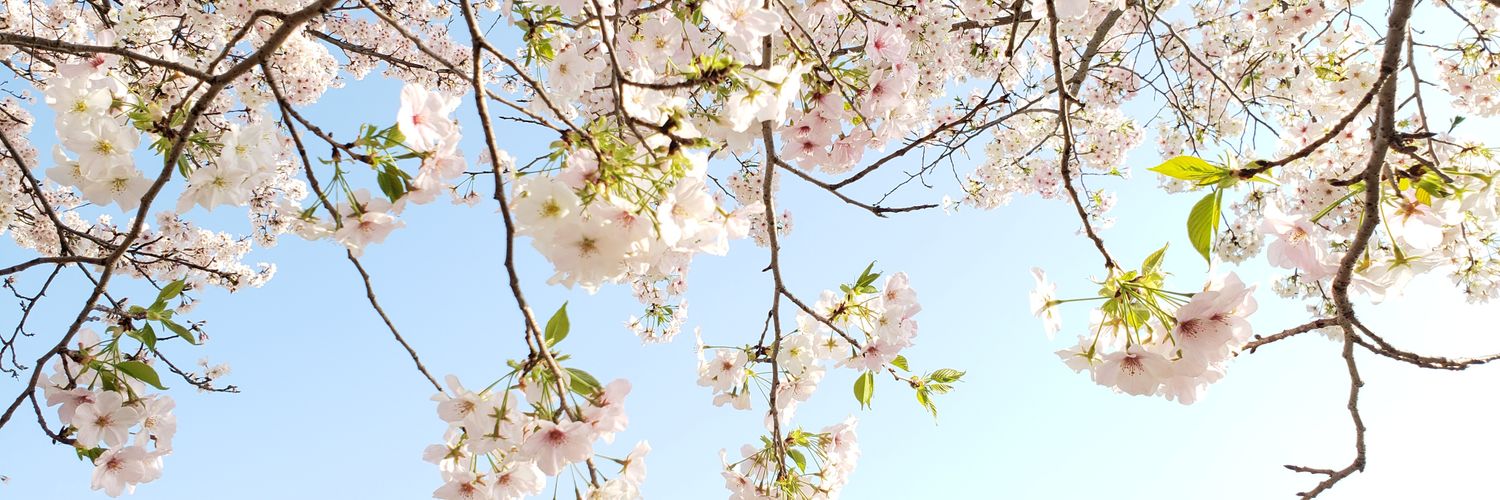 kiku0mono's profile banner image