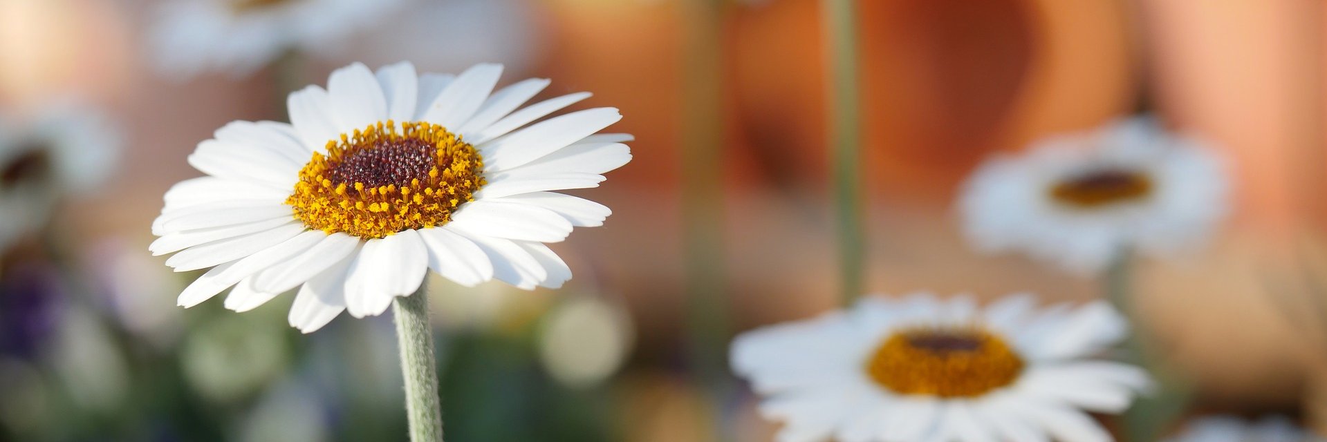 VisionBakery's profile banner image