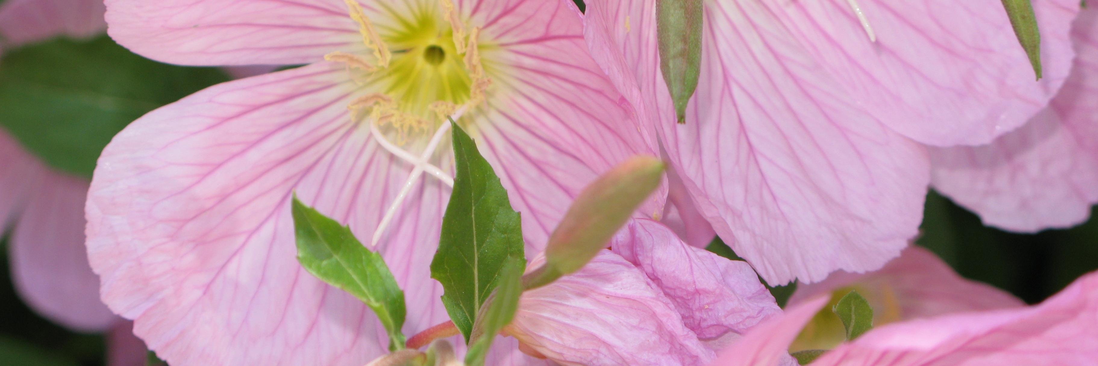 Linda R. Kundell banner