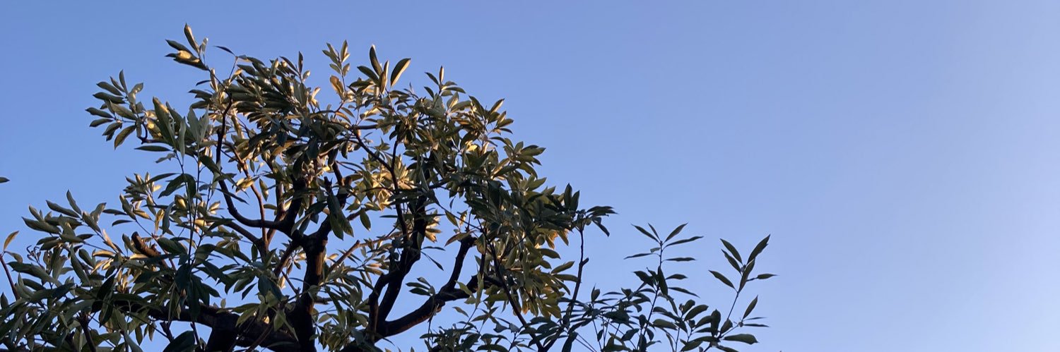 missacoconi's profile banner image