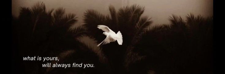 FreeFromBiases's profile banner image