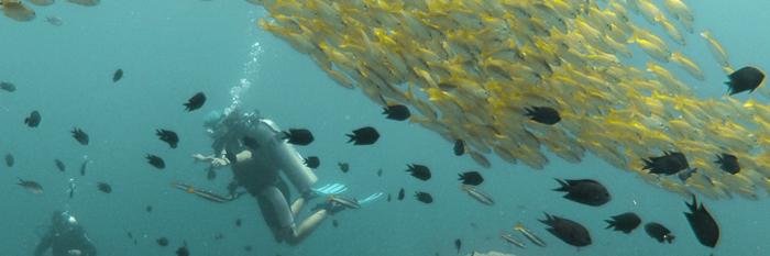 Palawan_Divers's profile banner image