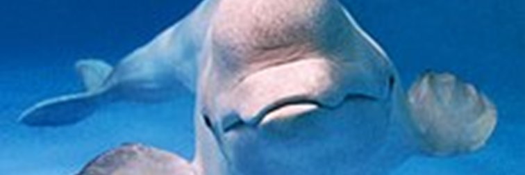 Sharon Proba banner