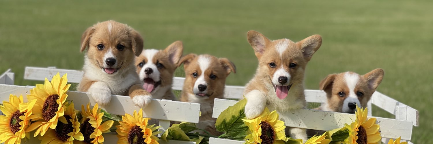 Luann Bepler-Todd banner