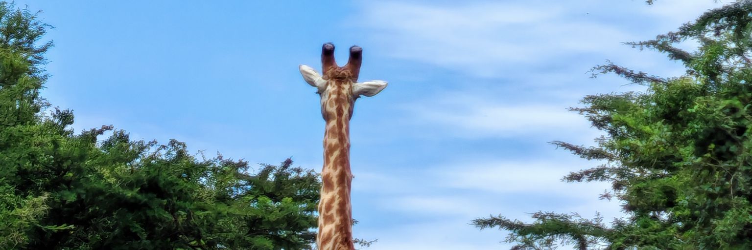nazjam's profile banner image