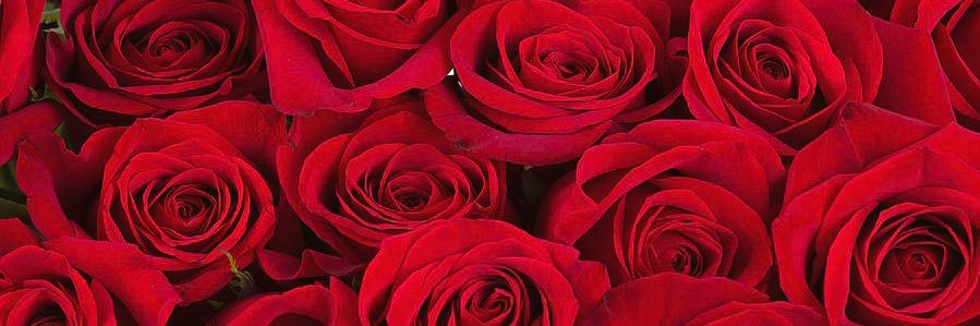 EndiannaRose's profile banner image