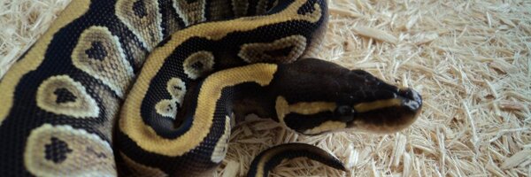 feldypython Profile Banner