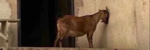 Namibian GOAT 🐐's banner