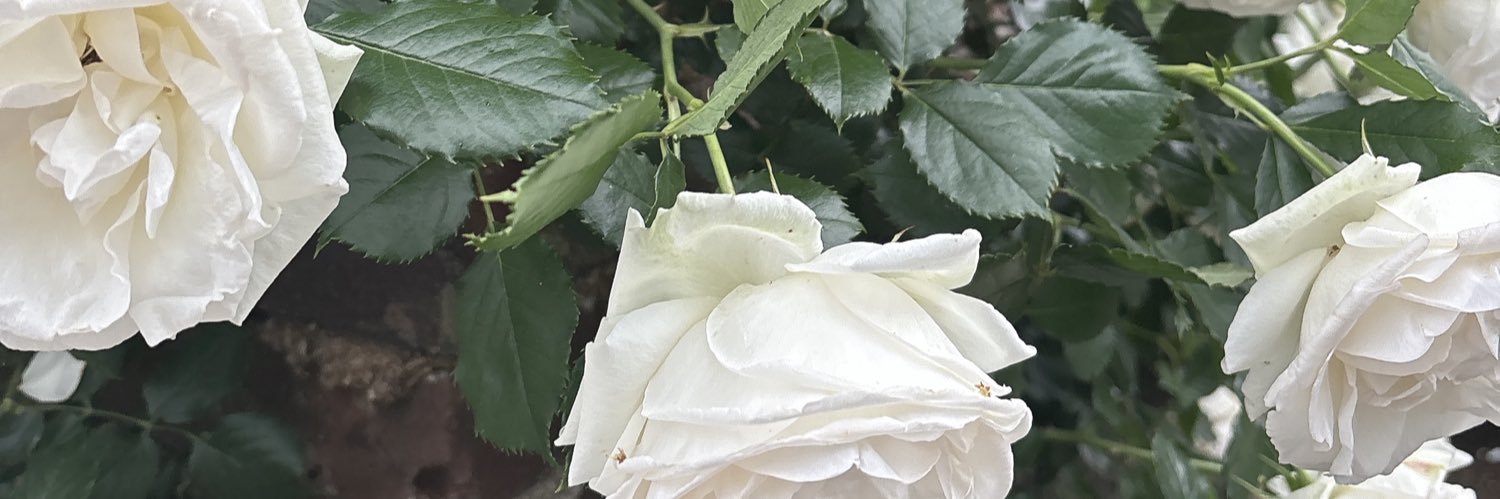 しょうが@取引垢 banner