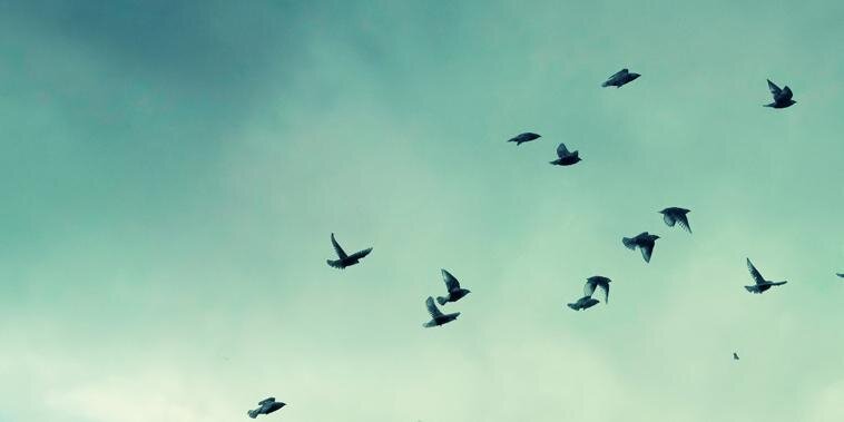 Fireflock1's profile banner image