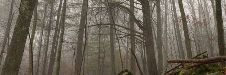 rory ! ✮ banner