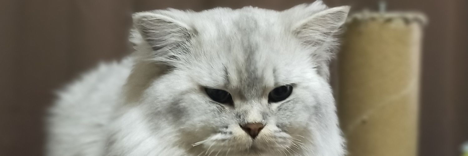part265451's profile banner image
