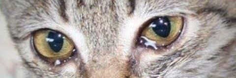 iulylstrn's profile banner image