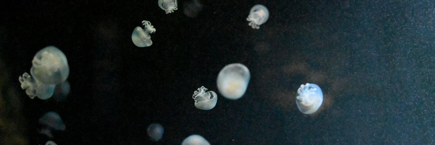 Alina Schmidt banner