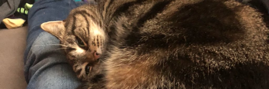 Megdecat's profile banner image