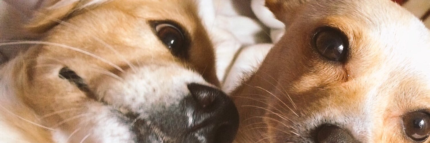 angielfv's profile banner image