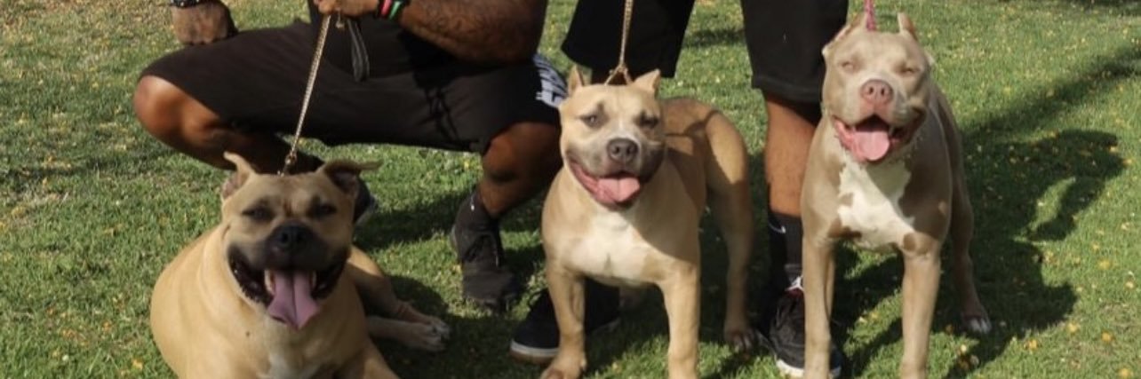 Tae Extreme Kennels LLC banner