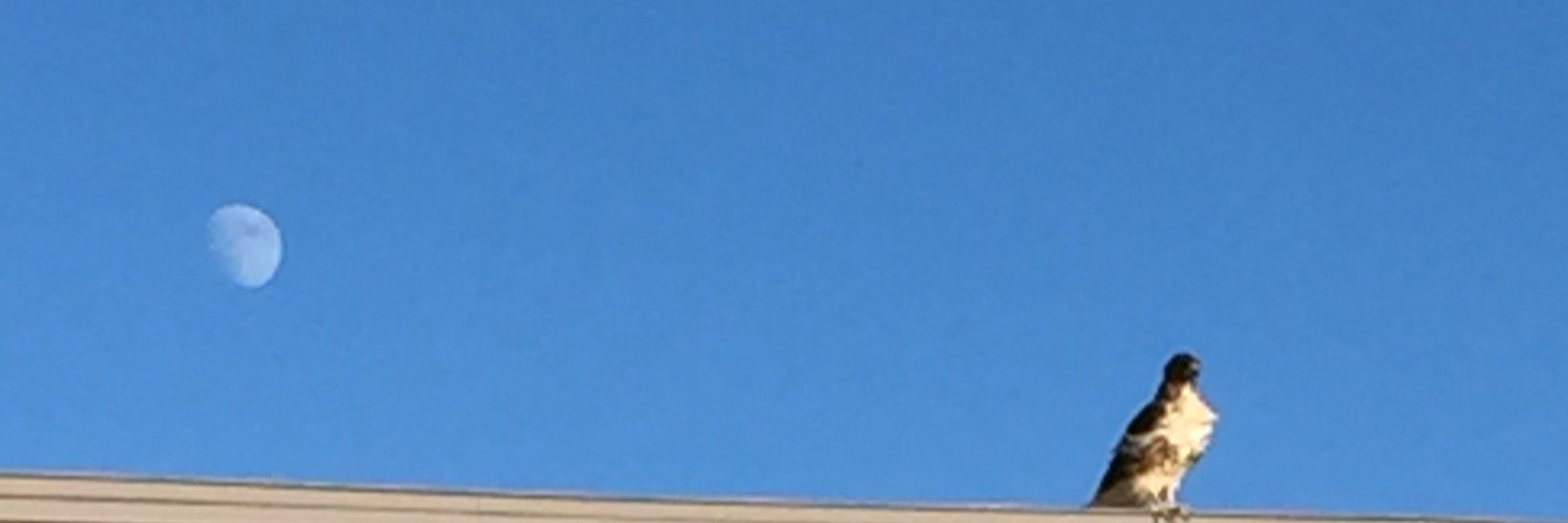 Peace_doc 🇺🇸 🌊 banner
