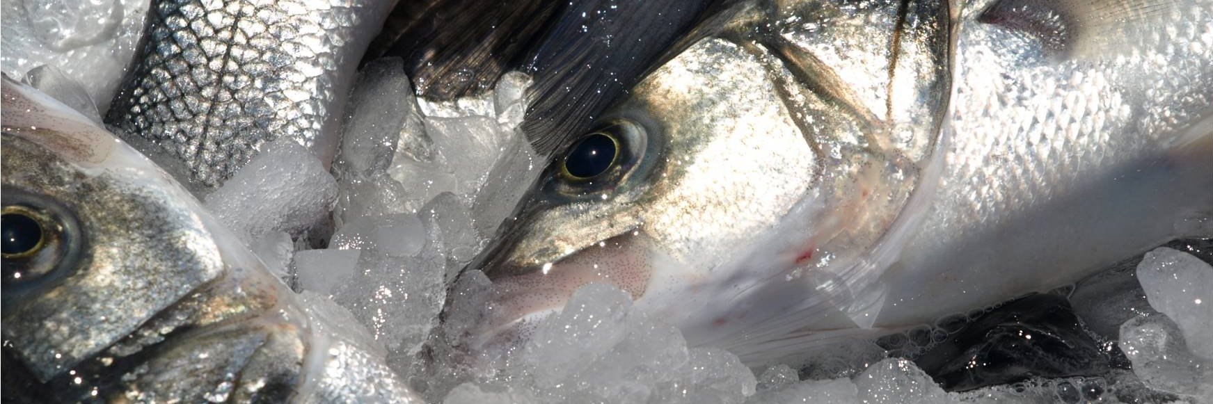 Jordi Carreras Doll banner