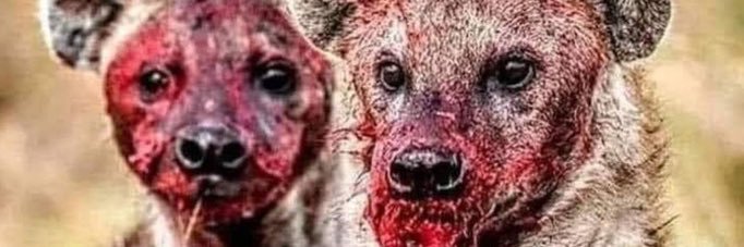 Colin 🇨🇦♻️🇺🇸 banner