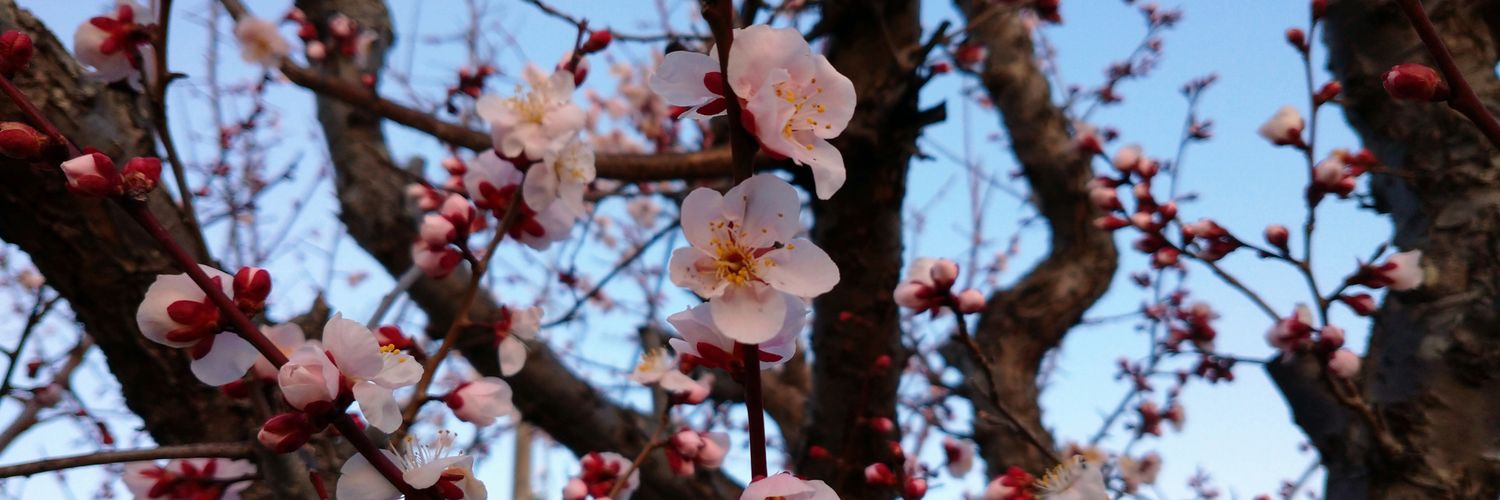芙月せん banner