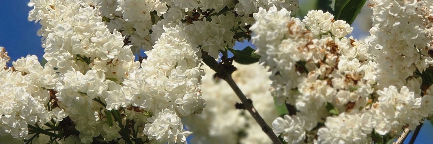 aromatic49's profile banner image