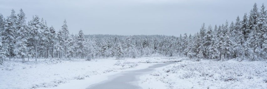 울프 banner