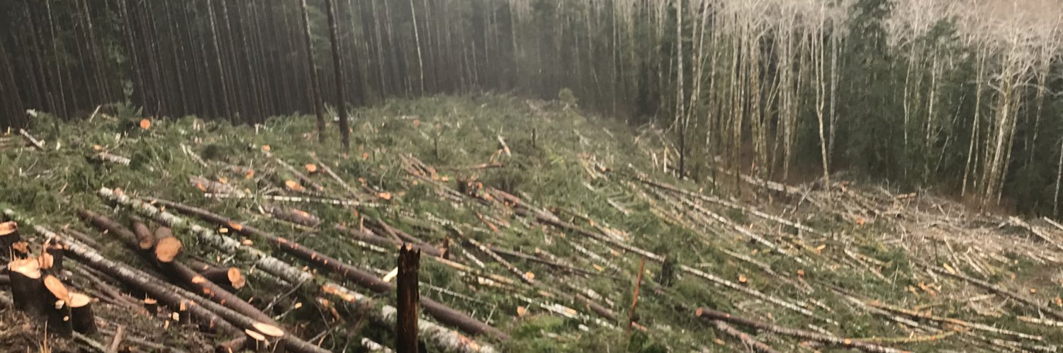 JDM TIMBER 🌲🇺🇸 banner