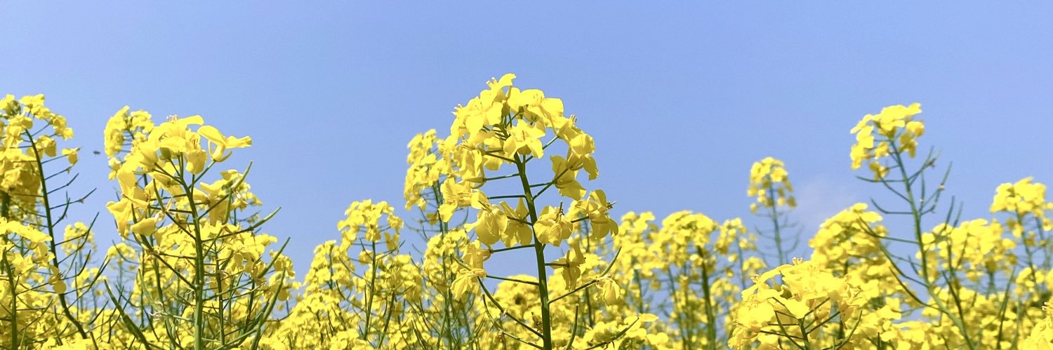 yellow_1818's profile banner image