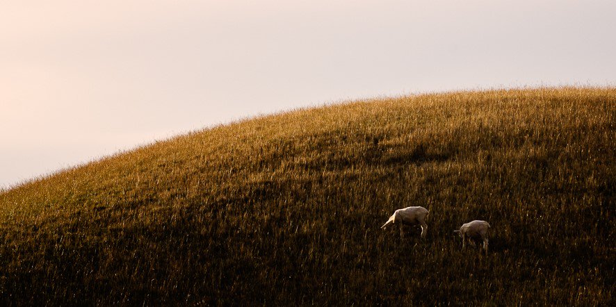 Andrew Stewart banner