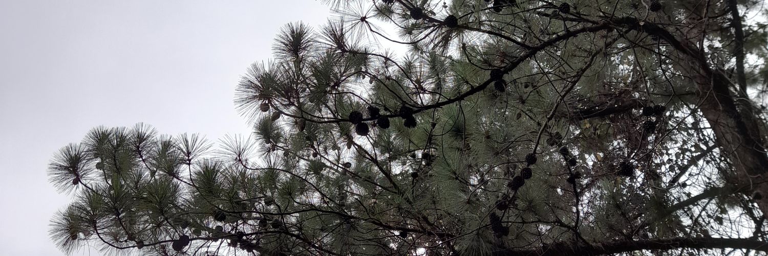 neryahc's profile banner image