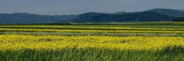 kerkonian Profile Banner