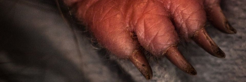 PCwildlife's profile banner image